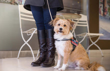 Load image into Gallery viewer, Industrial Puppy Do Not Pet Patch - Attachable Service Dog Patch with Hook and Loop Backing for Do Not Pet Dog Vest Harness or Collar - Embroidered Do Not Pet Service Dog Patches for Working Dogs