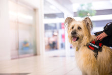 Load image into Gallery viewer, Service Dog in Training, Therapy Dog in Training Vest Harness with 2 Reflective IN TRAINING Velcro Patches, by Industrial Puppy