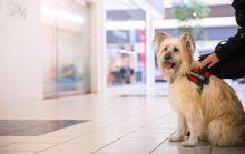 Load image into Gallery viewer, Therapy Dog Vest Harness, Service Dog Vest with 2 Reflective THERAPY DOG Patches, by Industrial Puppy