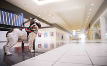 Load image into Gallery viewer, Service Dog in Training Vest Harness, Service Dog Harness with 2 Reflective "SERVICE DOG IN TRAINING" Patches, by Industrial Puppy