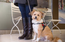 Load image into Gallery viewer, Industrial Puppy Therapy Dog In Training Vest With Hook and Loop Straps and Handle - Harness is Available in XXS to XXL - TDIT Dog Harness Features Reflective Patch and Comfortable Mesh Design