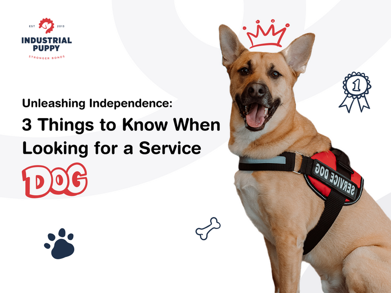 Unleashing Independence: 3 Things to Know When Looking for a Service Dog