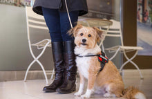 Load image into Gallery viewer, Industrial Puppy DO NOT PET Dog Vest with Hook and Loop Straps and Handle - Harness is Available in Sizes XXS to XXL - DNP Service Dog Harness Features Reflective Patch and Comfortable Mesh Design
